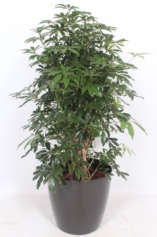 Горшечные цветы и растения оптом Schefflera Compacta In San Remo Antrac от 1шт из Голландии с доставкой по России
