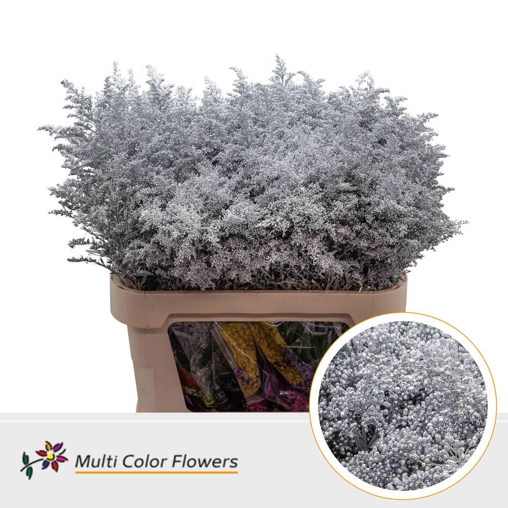 Срезанные цветы оптом Solidago paint silver от 100шт. из Голландии с доставкой по России