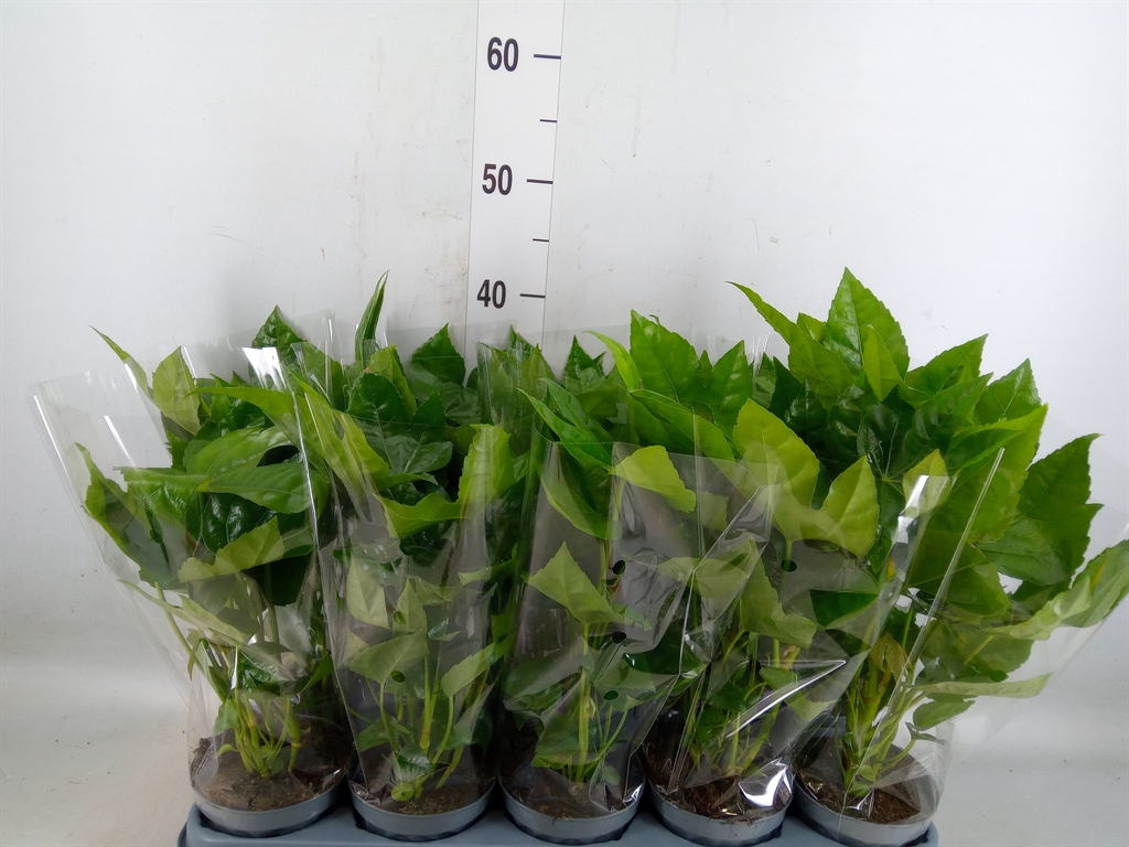 Горшечные цветы и растения оптом Fatsia Japonica от 10шт' из Голландии с доставкой по России