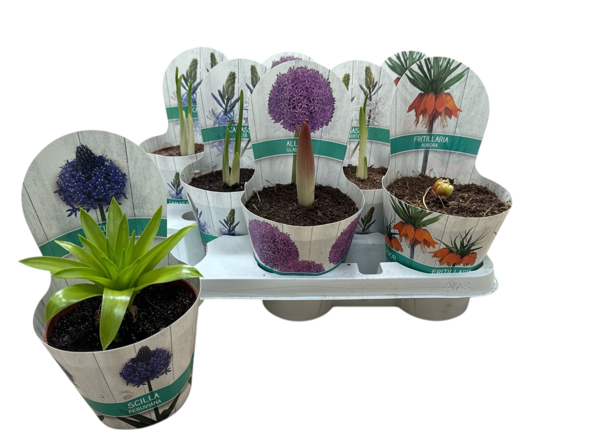 Горшечные цветы и растения оптом Bolbloemen Gem от 8шт из Голландии с доставкой по России