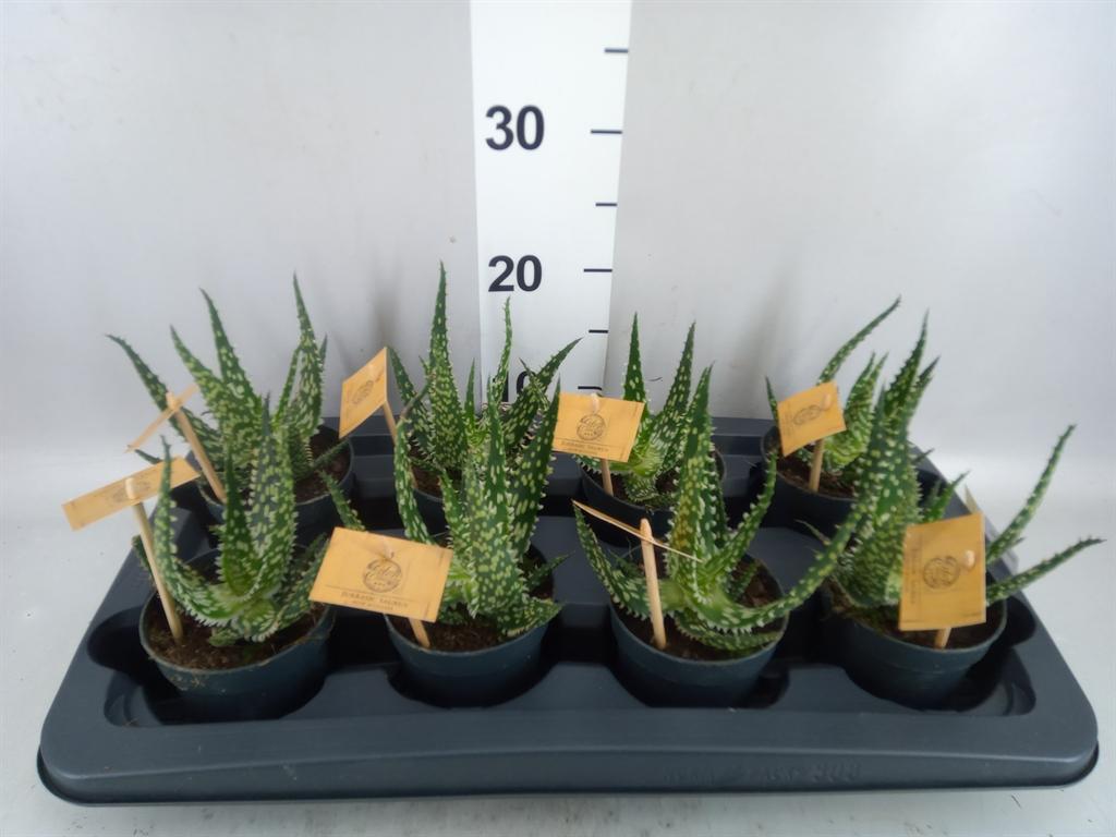 Горшечные цветы и растения оптом Aloe Aculeata от 8шт из Голландии с доставкой по России