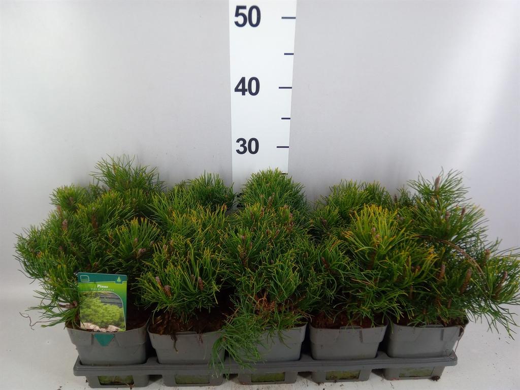 Горшечные цветы и растения оптом Pinus Mugo Var. Pumilio A от 10шт из Голландии с доставкой по России