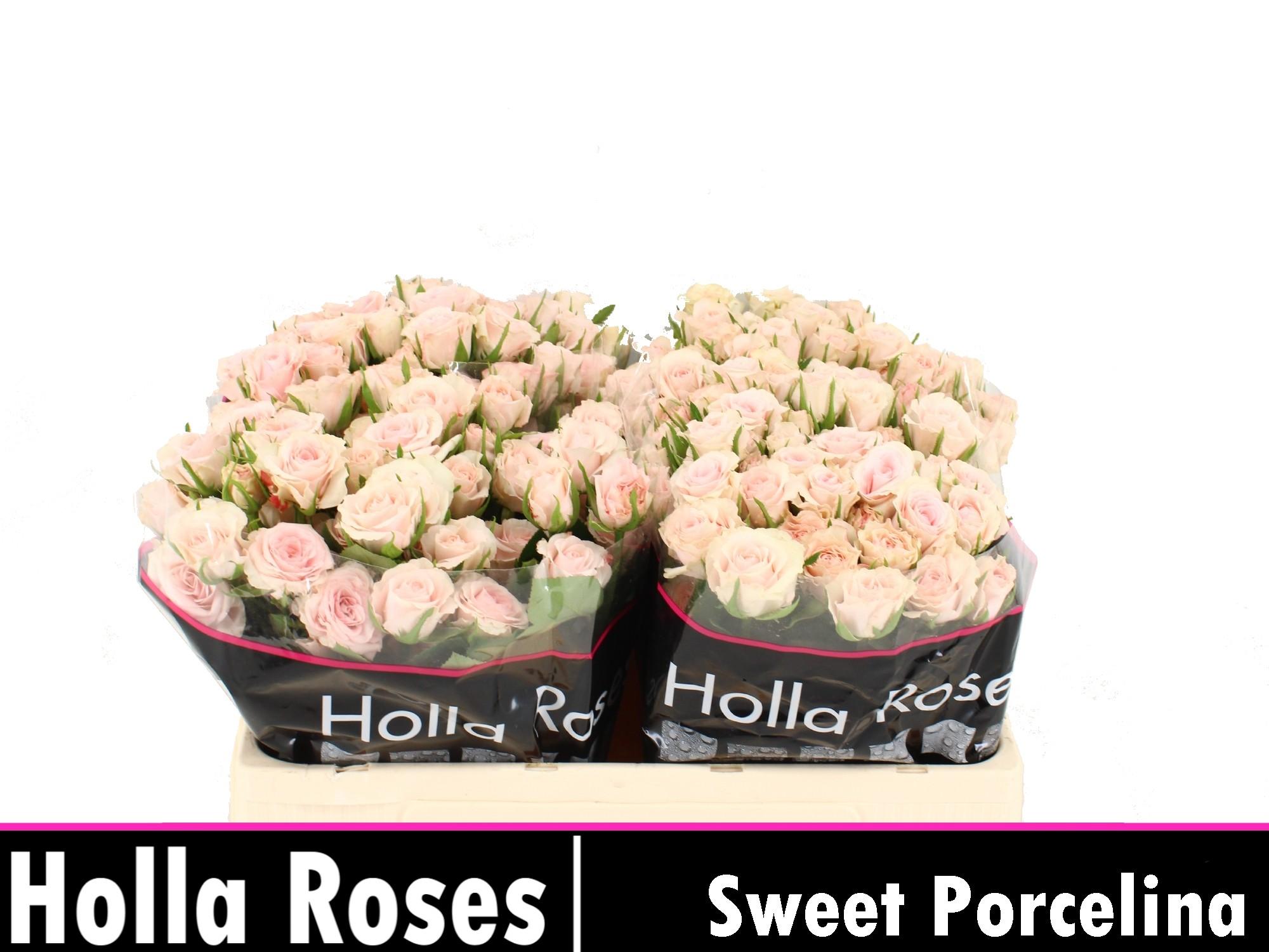Срезанные цветы оптом Rosa spray sweet porcelina от 50шт из Голландии с доставкой по России