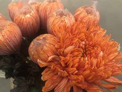 Срезанные цветы оптом Chrys bl paint antonov roma от 40шт из Голландии с доставкой по России