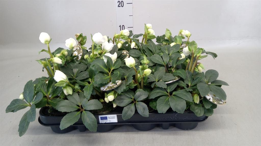 Горшечные цветы и растения оптом Helleborus Niger от 12шт (для телеги) из Голландии с доставкой по России