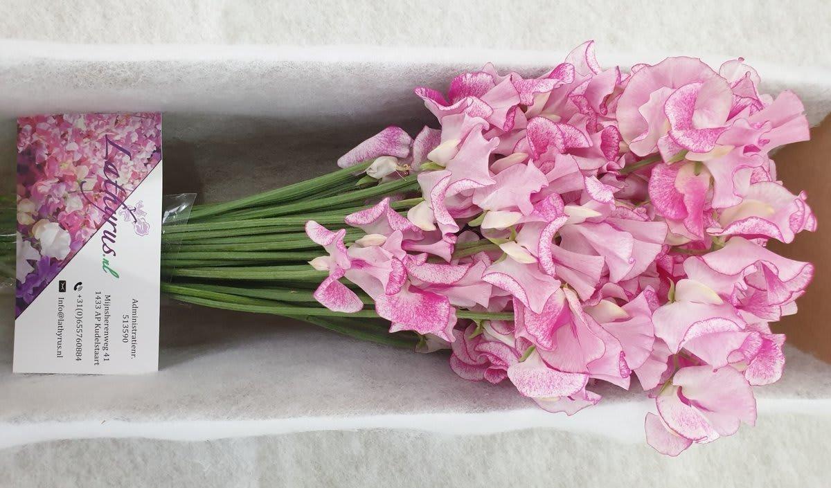 Срезанные цветы оптом Lathyrus wedding rose от 50шт из Голландии с доставкой по России