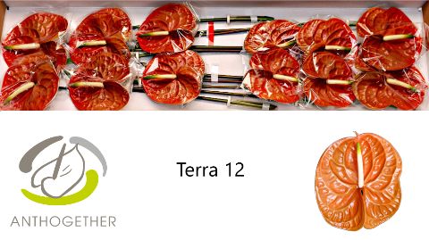 Срезанные цветы оптом Anthurium terra от 12шт из Голландии с доставкой по России