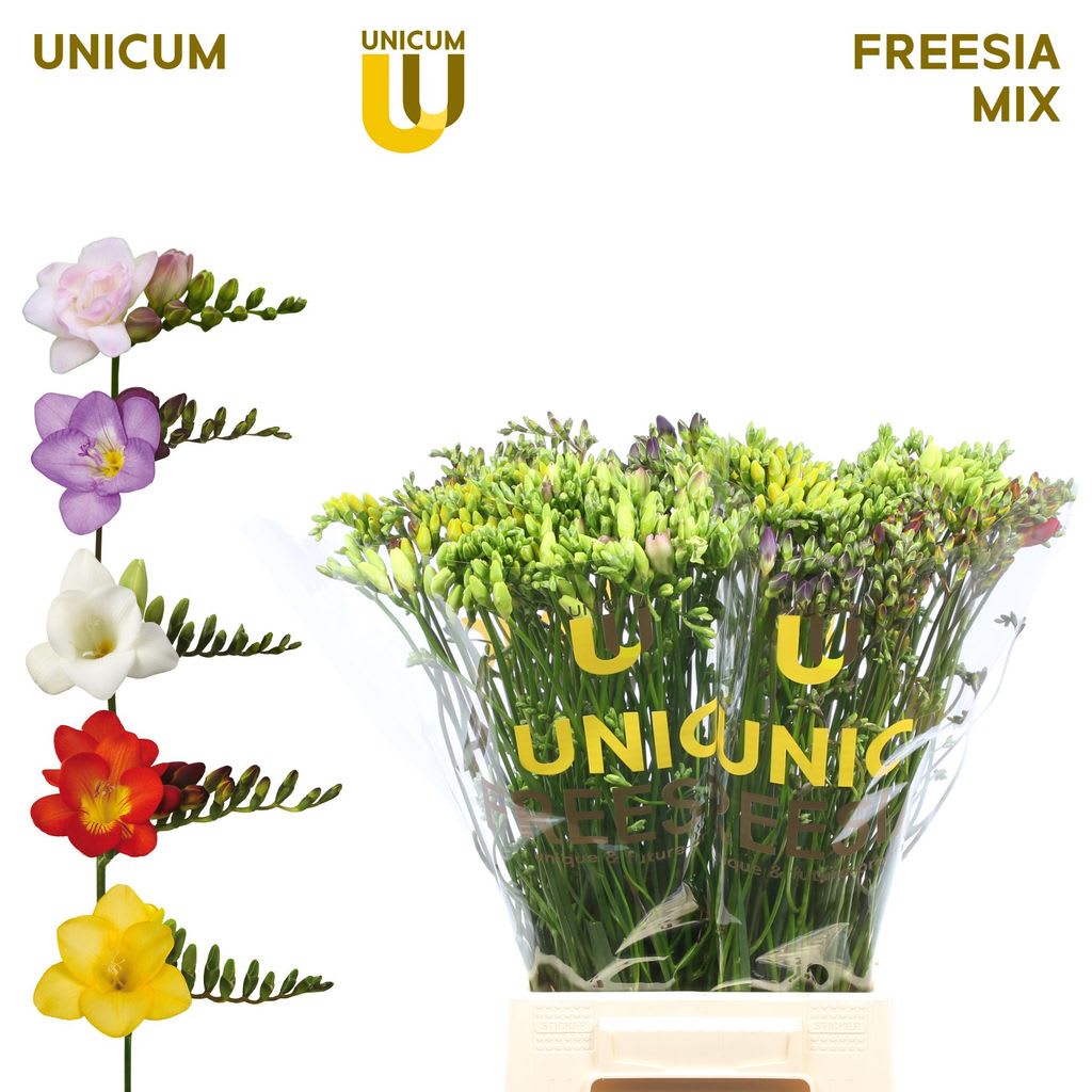 Срезанные цветы оптом Freesia si mix in bucket от 100шт из Голландии с доставкой по России