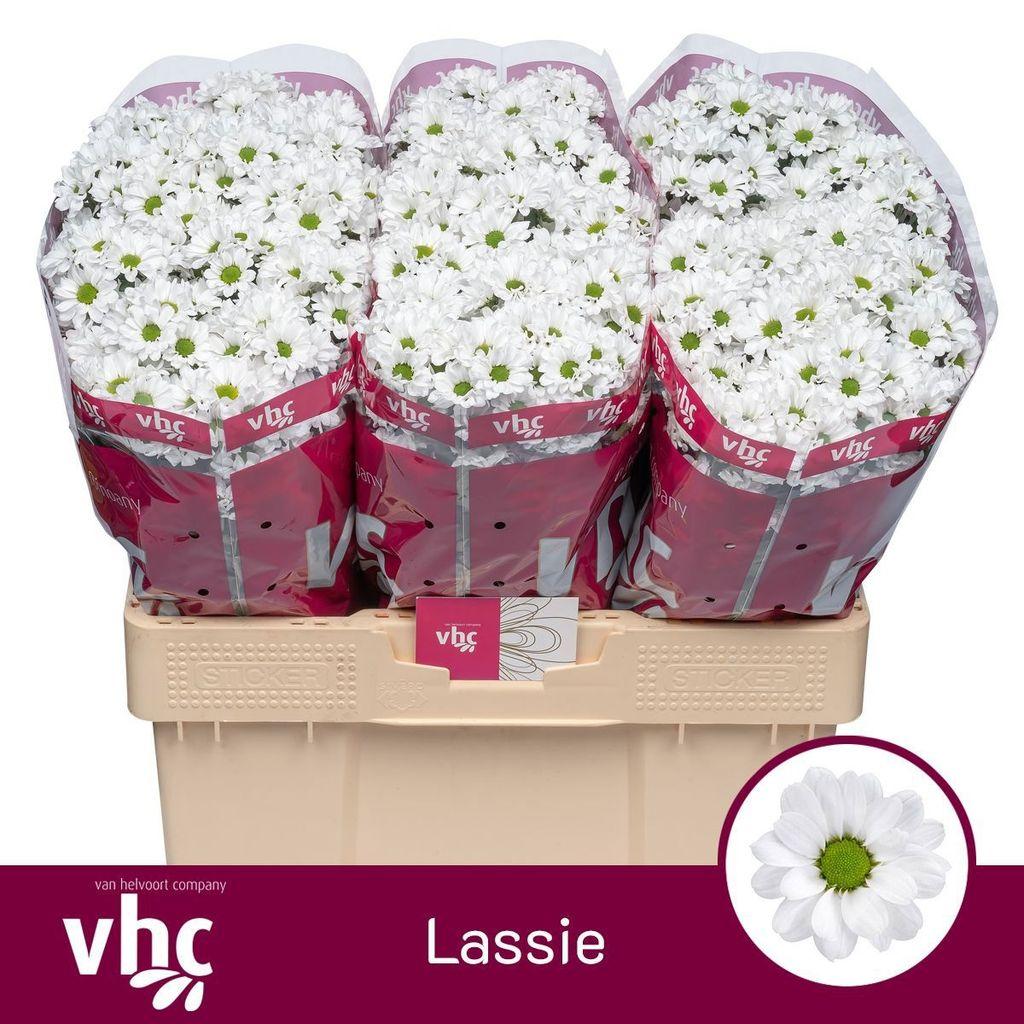 Срезанные цветы оптом Chrys sa lassie от 75шт из Голландии с доставкой по России