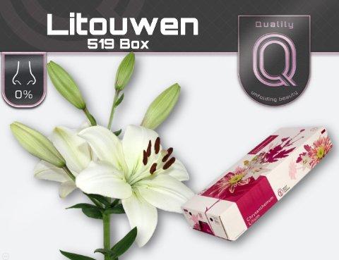Срезанные цветы оптом Lilium la litouwen от 60шт из Голландии с доставкой по России