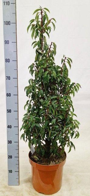 Горшечные цветы и растения оптом Prun Lu Angustifoli от 1шт из Голландии с доставкой по России