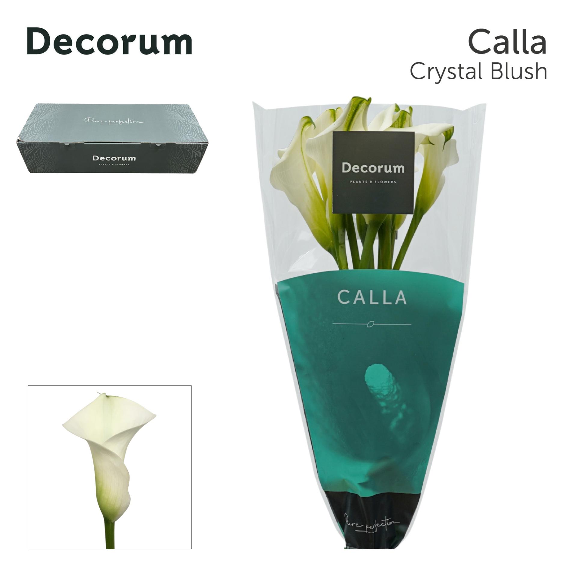 Срезанные цветы оптом Zantedeschia crystal blush от 240шт из Голландии с доставкой по России Срезанные цветы оптом Zantedeschia crystal blush от 240шт из Голландии с доставкой по России