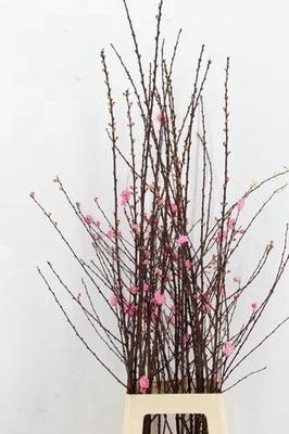 Срезанные цветы оптом Prunus triloba spray от 20шт из Голландии с доставкой по России