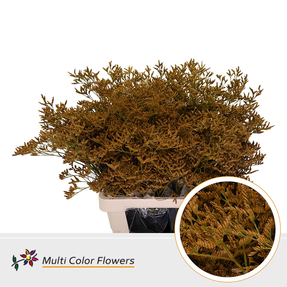 Срезанные цветы оптом Limonium paint yellow oker от 50шт. из Голландии с доставкой по России