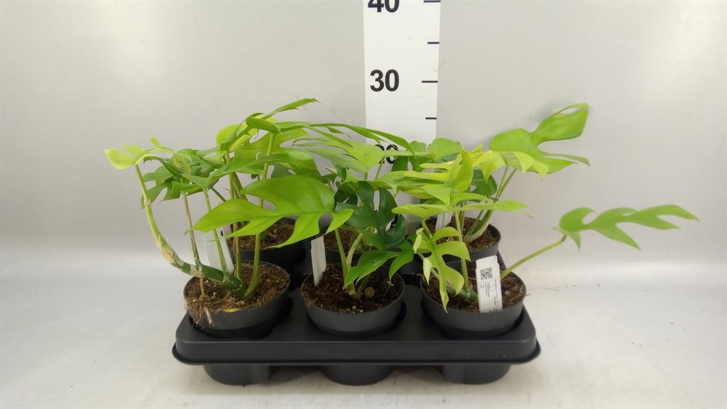 Горшечные цветы и растения оптом Monstera Delic. little Sister от 6шт из Голландии с доставкой по России Горшечные цветы и растения оптом Monstera Delic. little Sister от 6шт из Голландии с доставкой по России