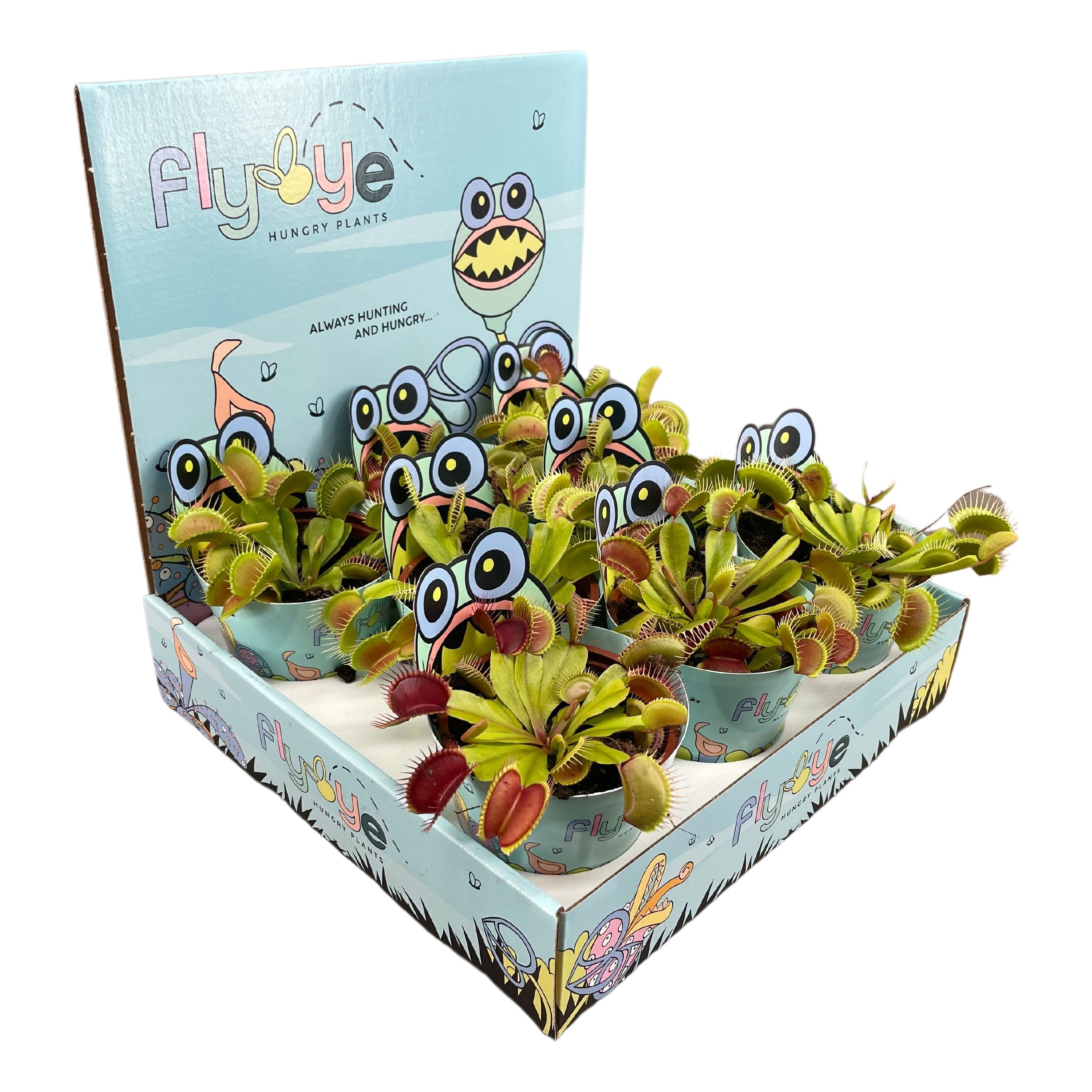 Горшечные цветы и растения оптом Dionaea Muscipula от 8шт (для телеги) из Голландии с доставкой по России