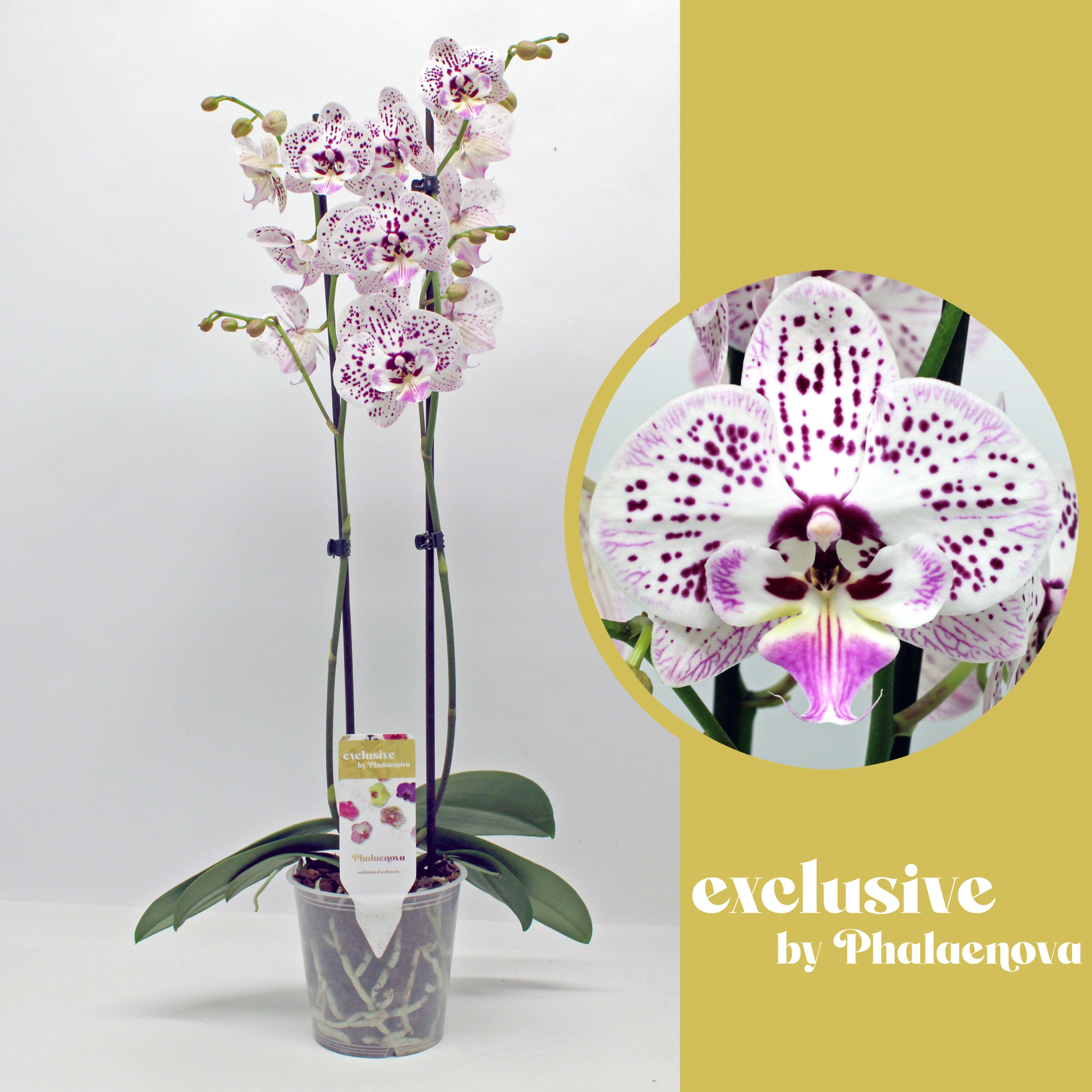 Горшечные цветы и растения оптом Phal 2st Expression 14+ от 10шт из Голландии с доставкой по России