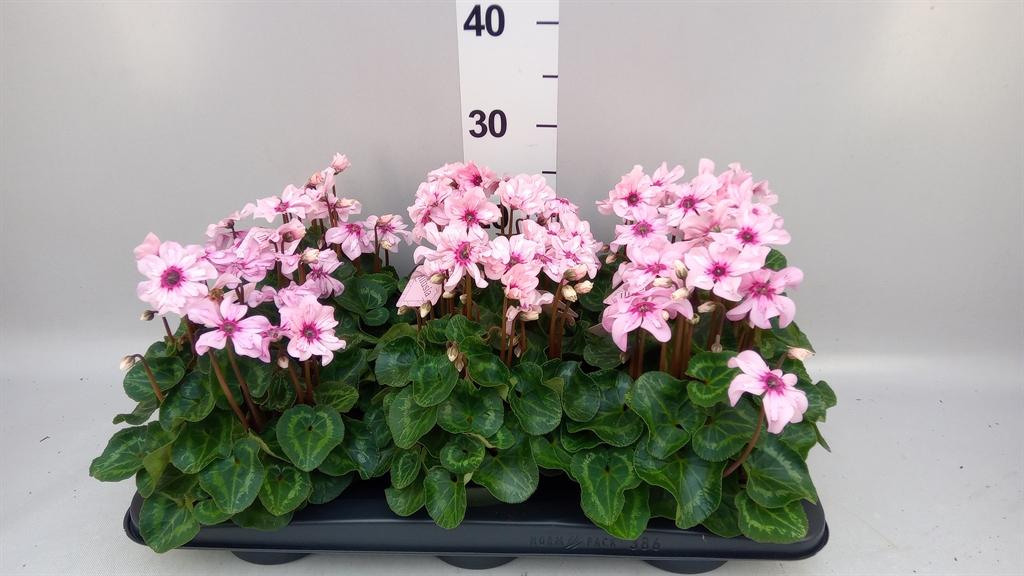 Горшечные цветы и растения оптом Cyclamen Kl illusia от 6шт (для телеги) из Голландии с доставкой по России