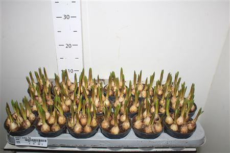 Горшечные цветы и растения оптом Muscar Lindsay 7pp от 18шт (для телеги) из Голландии с доставкой по России