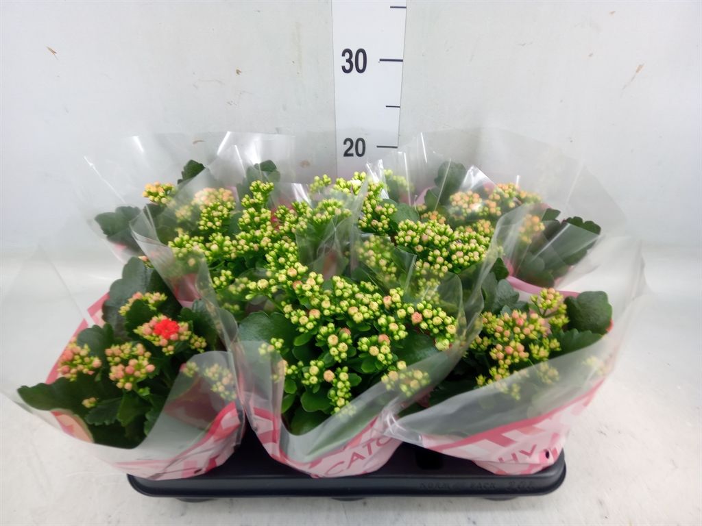 Горшечные цветы и растения оптом Kalanchoe Blos.   ..rosebud Mix  5 от 8шт из Голландии с доставкой по России