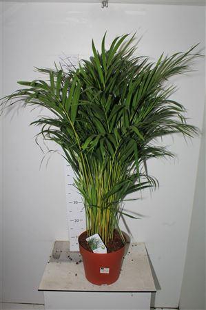 Горшечные цветы и растения оптом Dypsis Lutescens 25pp от 1шт из Голландии с доставкой по России