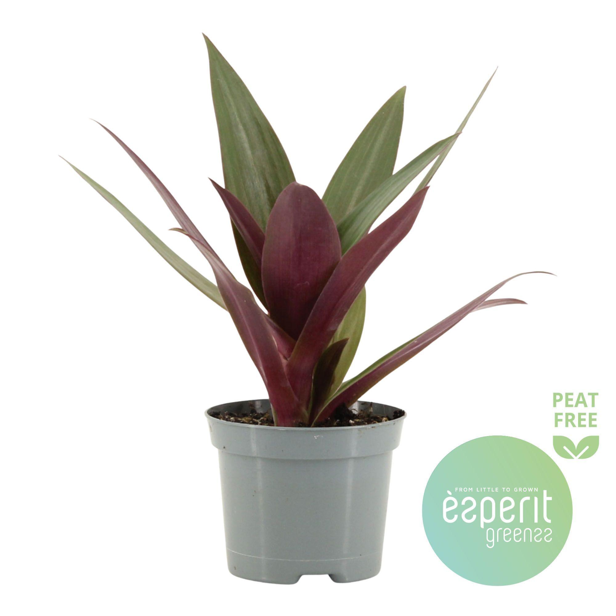 Горшечные цветы и растения оптом Tradescantia Purple Passion от 21шт (для телеги) из Голландии с доставкой по России