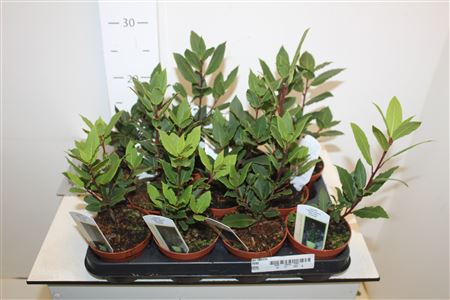 Горшечные цветы и растения оптом Lau Nobilis от 11шт из Голландии с доставкой по России