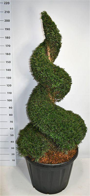 Горшечные цветы и растения оптом Taxus Baccata Spiral от 1шт из Голландии с доставкой по России