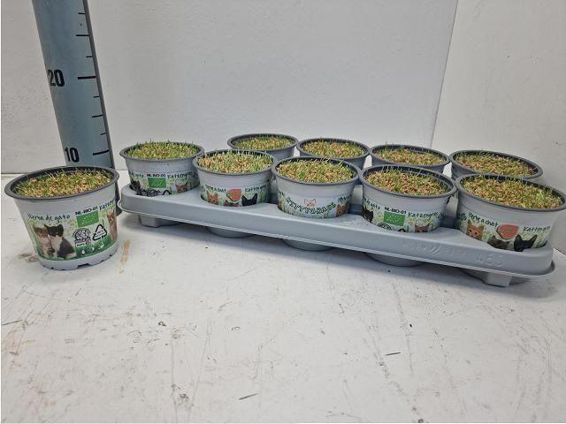 Горшечные цветы и растения оптом Kattengras от 10шт из Голландии с доставкой по России