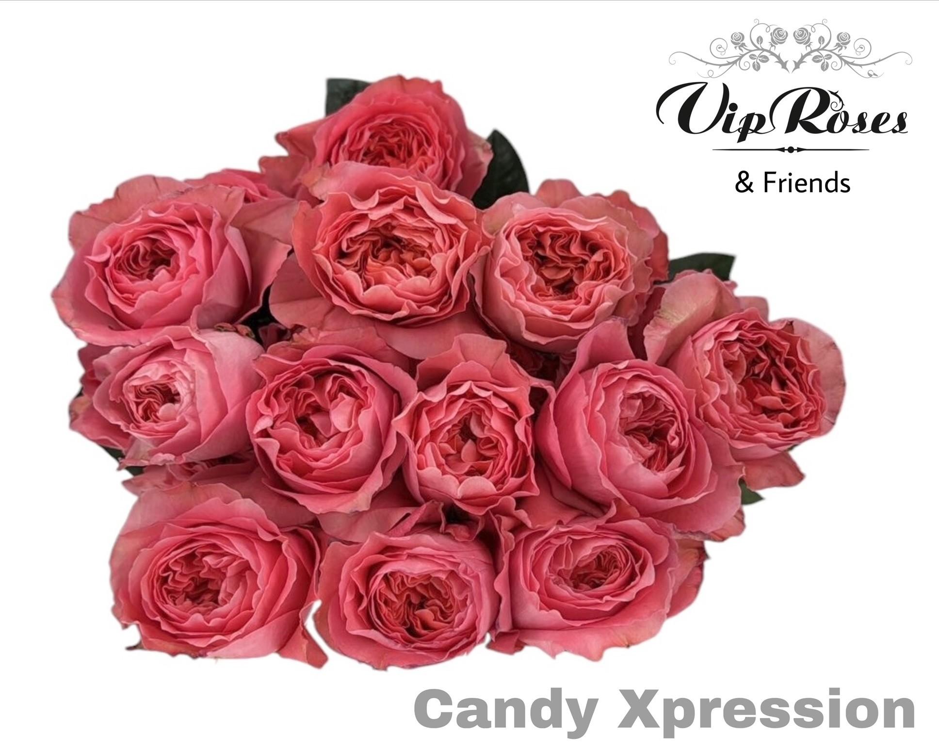 Срезанные цветы оптом Rosa large candy x-pression от 25шт из Голландии с доставкой по России