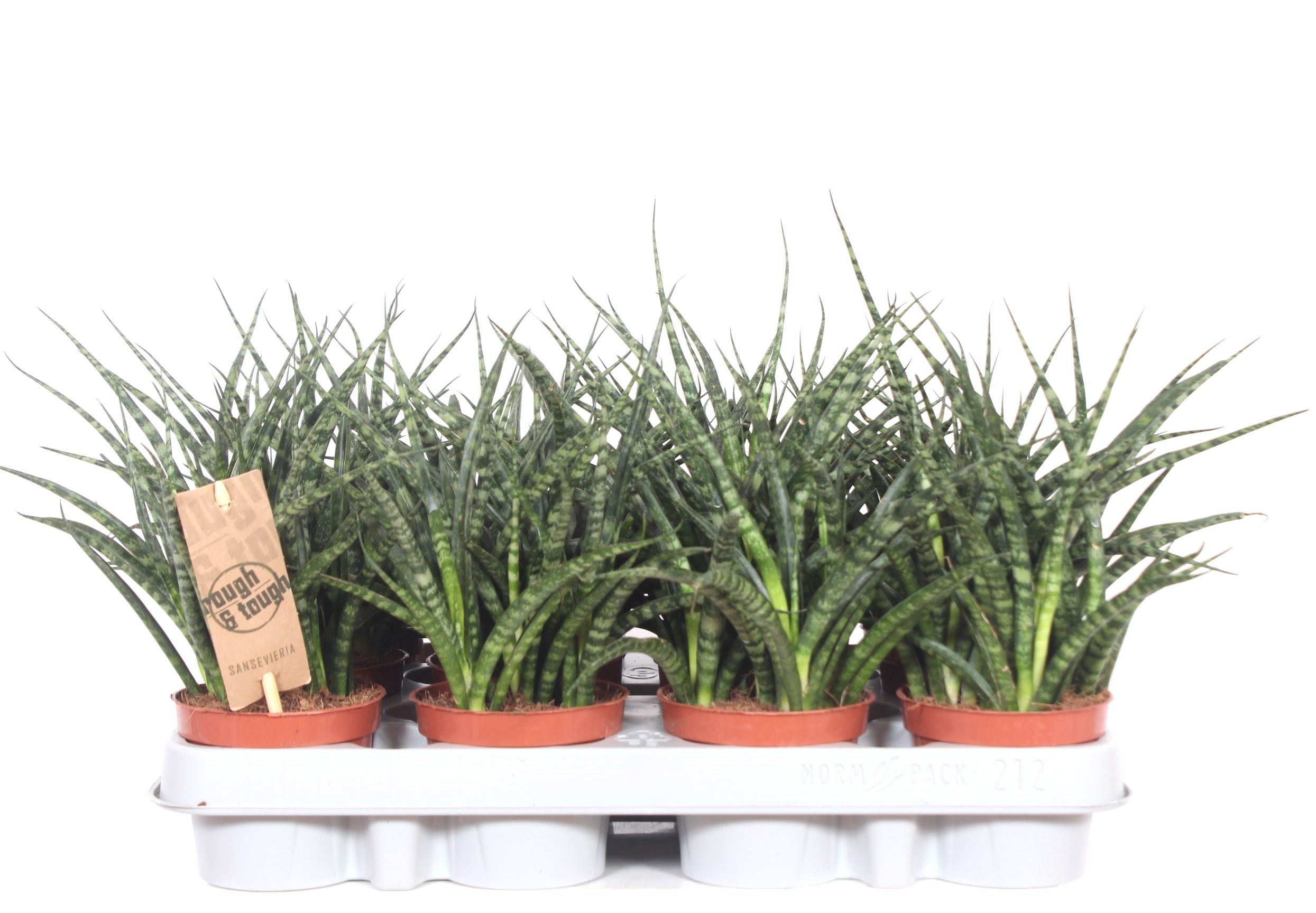 Горшечные цветы и растения оптом Sansevieria Fernwood Punk от 12шт (для телеги) из Голландии с доставкой по России