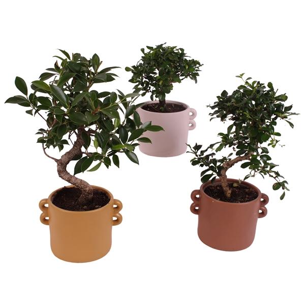 Горшечные цветы и растения оптом Bonsai Indoor Mix  Shape от 7шт из Голландии с доставкой по России