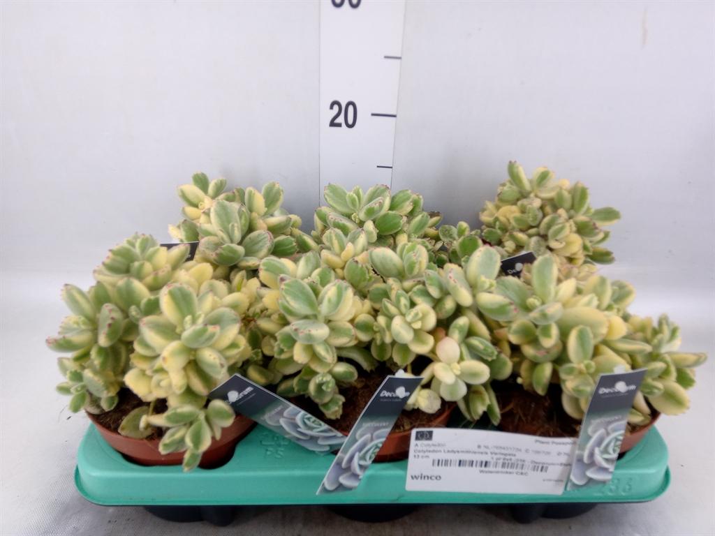 Горшечные цветы и растения оптом Cotyledon Tome. Ladys. от 6шт из Голландии с доставкой по России