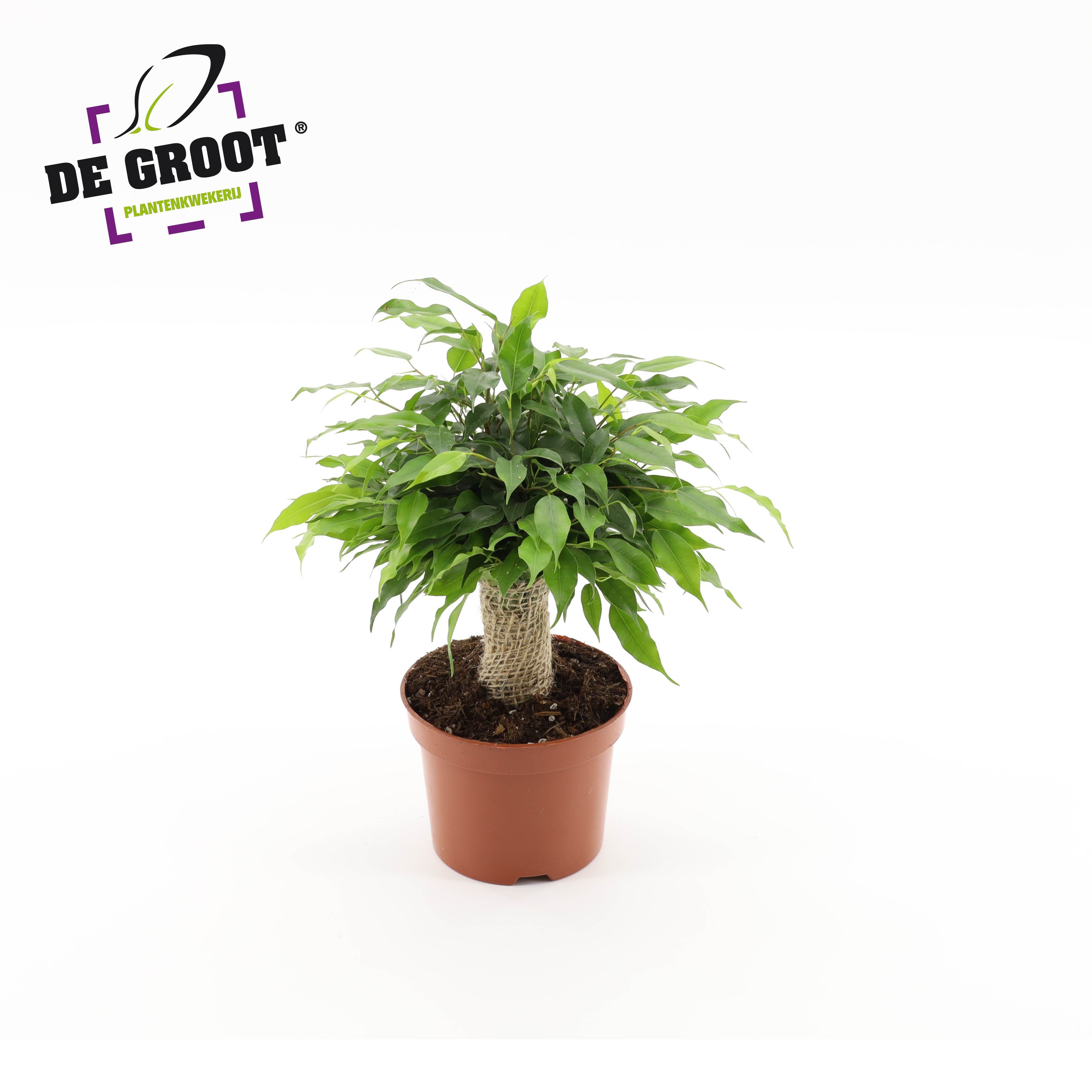 Горшечные цветы и растения оптом Ficus Be Green Kinky Jute от 10шт из Голландии с доставкой по России