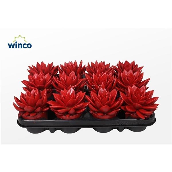 Горшечные цветы и растения оптом Echeveria Agavoides Paint Red от 12шт (для телеги) из Голландии с доставкой по России