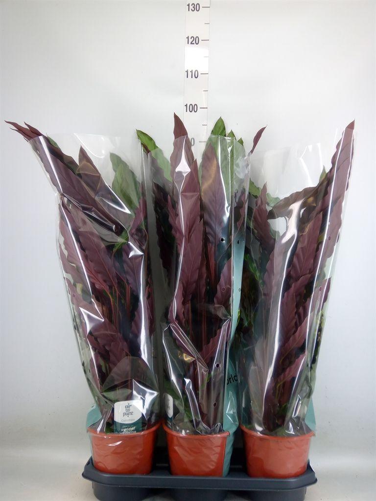 Горшечные цветы и растения оптом Calathea Rufibarba от 3шт из Голландии с доставкой по России