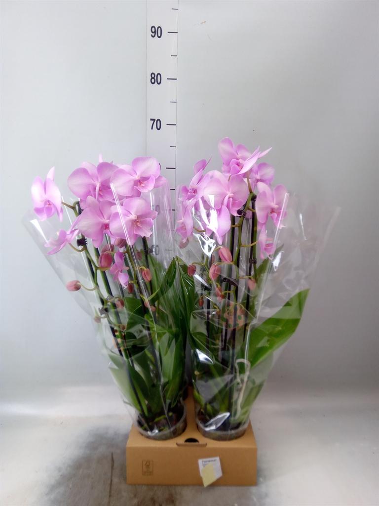 Горшечные цветы и растения оптом Phal Elegant Cascade от 4шт из Голландии с доставкой по России