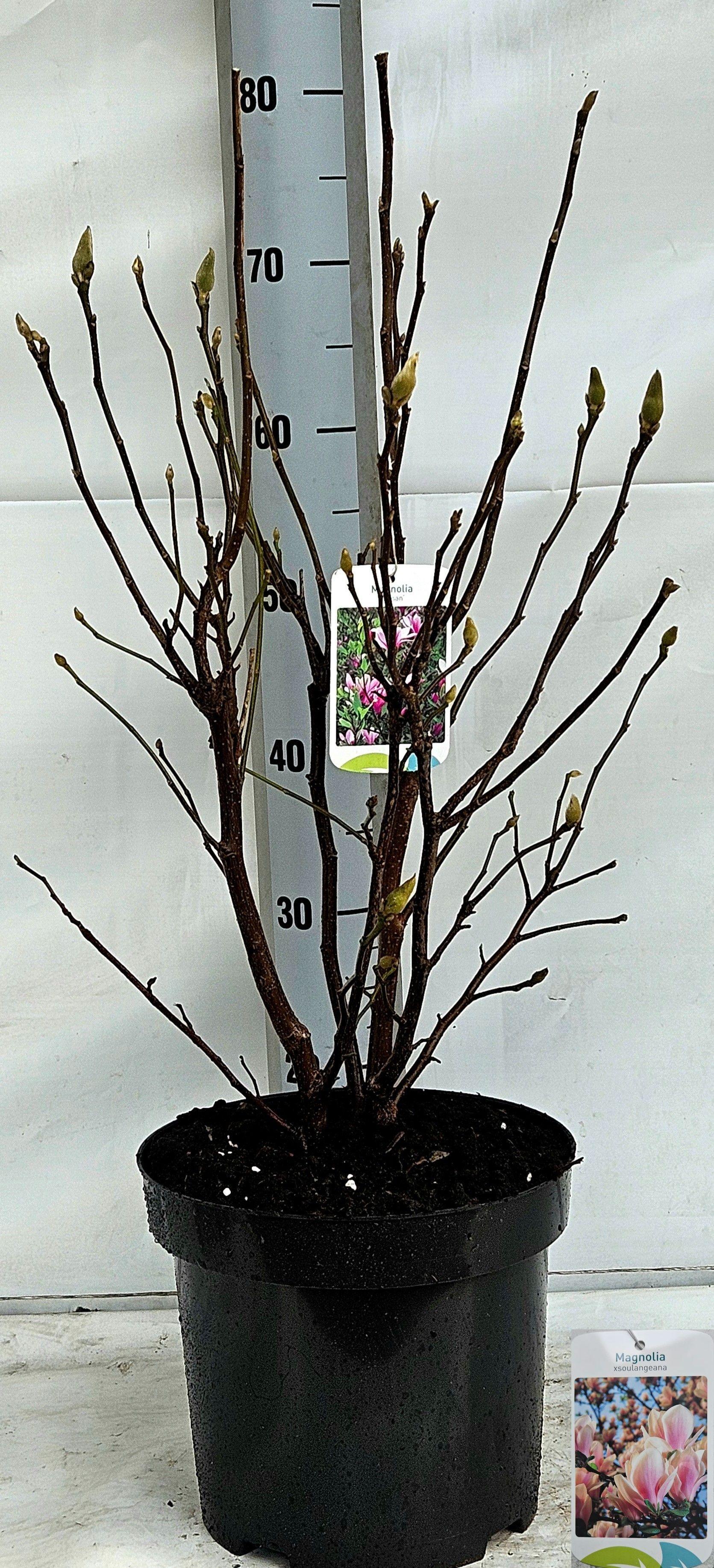 Горшечные цветы и растения оптом Magn Susan от 1шт из Голландии с доставкой по России