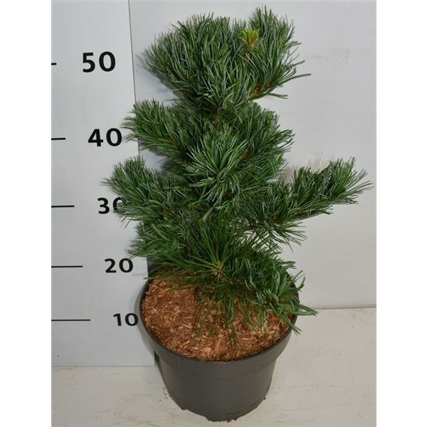 Горшечные цветы и растения оптом Pinus Parv Glauca от 1шт из Голландии с доставкой по России