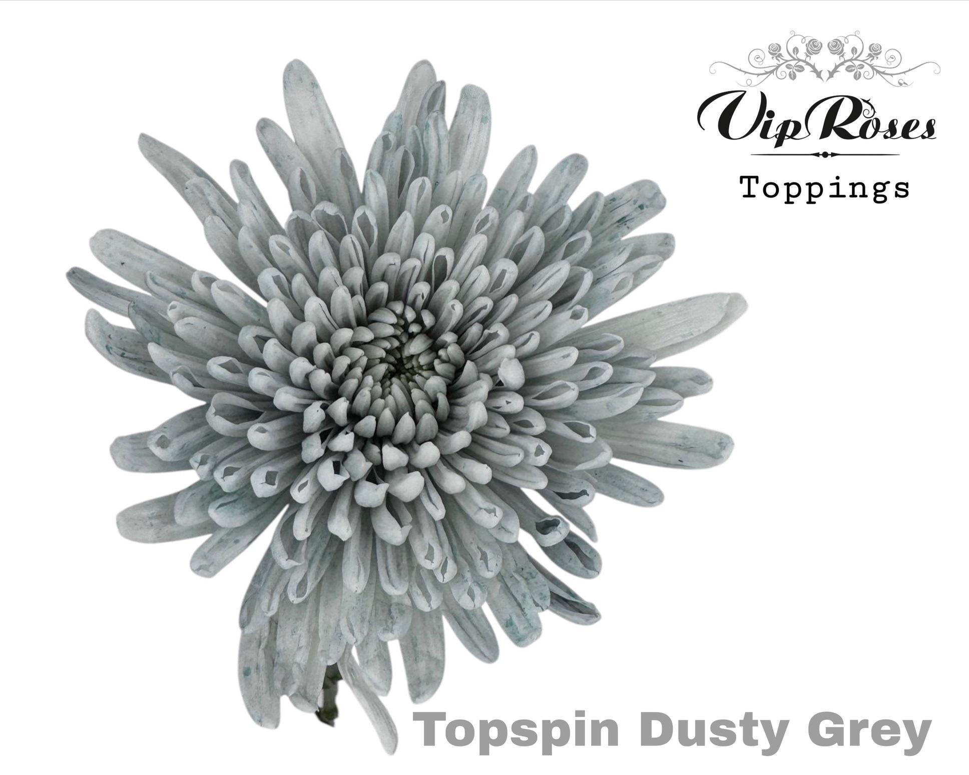 Срезанные цветы оптом Chrys bl paint topspin dusty grey от 20шт из Голландии с доставкой по России