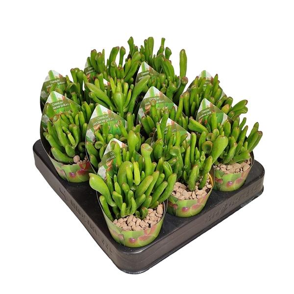 Горшечные цветы и растения оптом Crassula Portulacea Gollum Potcover от 12шт (для телеги) из Голландии с доставкой по России