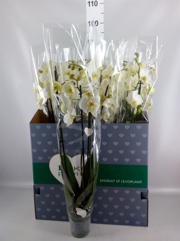 Горшечные цветы и растения оптом Phalaenopsis ...white от 12шт из Голландии с доставкой по России