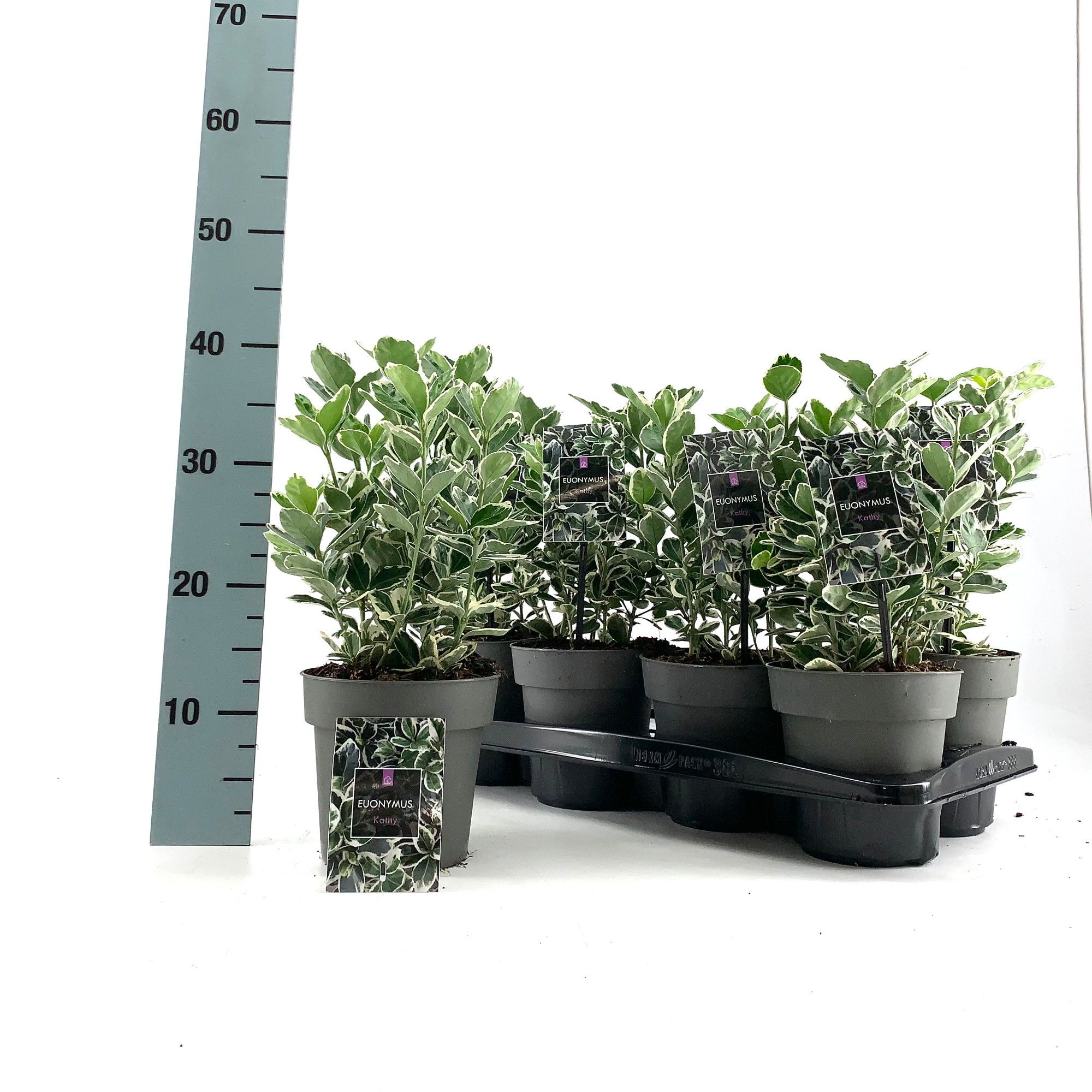 Горшечные цветы и растения оптом Euonymus Jap Kathy от 8шт из Голландии с доставкой по России