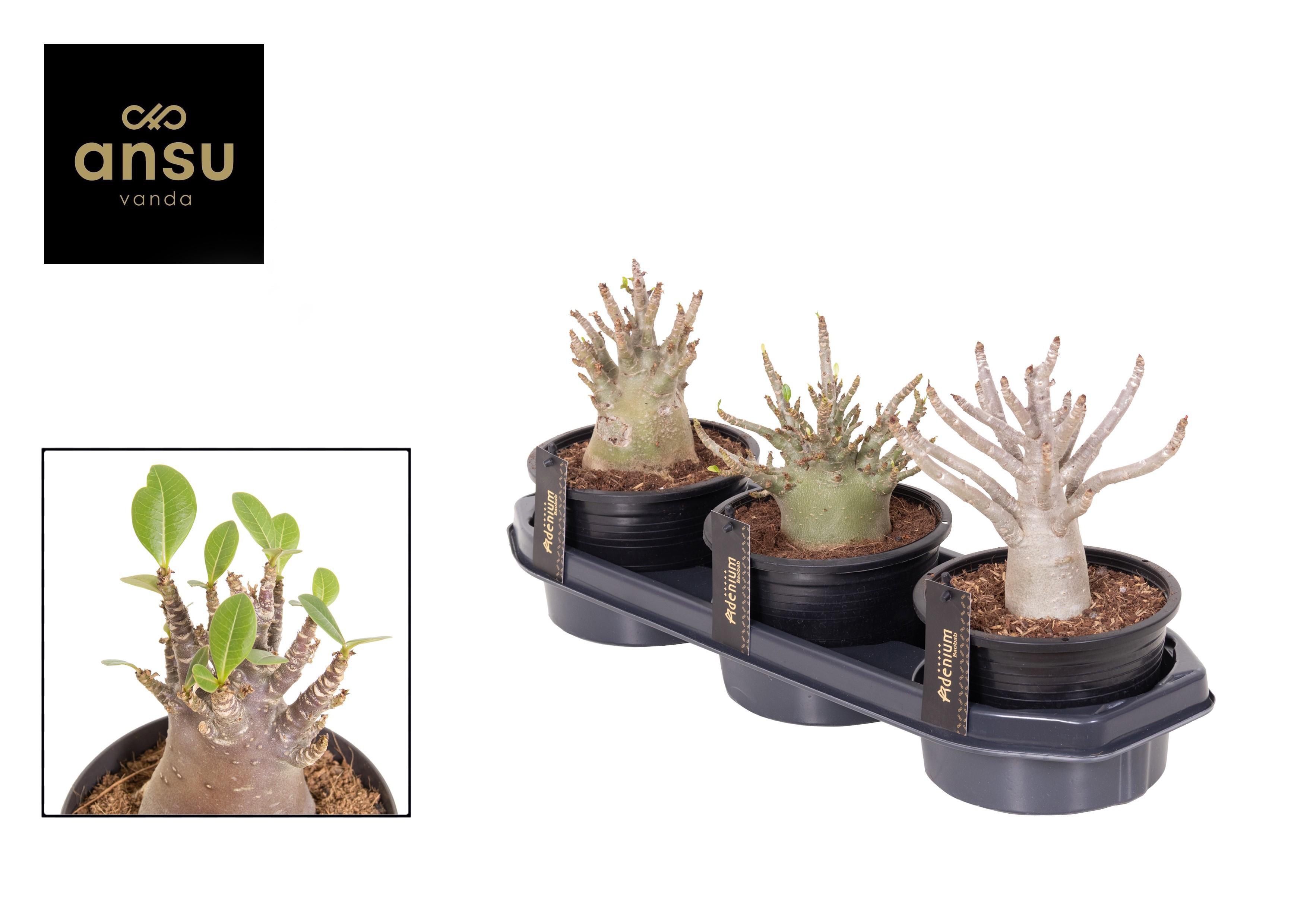 Горшечные цветы и растения оптом Adenium Ansu Baobab от 3шт из Голландии с доставкой по России