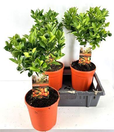Горшечные цветы и растения оптом Citr Microcarpa 20 Fruits от 3шт (для телеги) из Голландии с доставкой по России