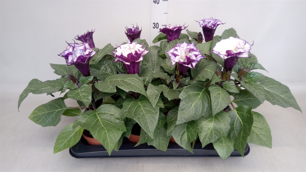 Горшечные цветы и растения оптом Datura   ... от 8шт из Голландии с доставкой по России