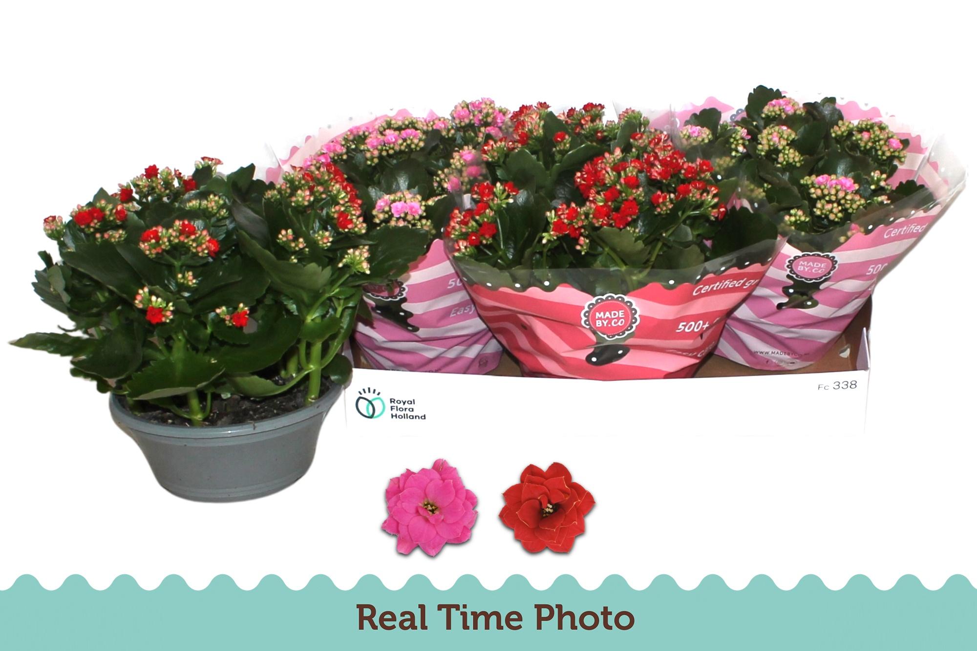 Горшечные цветы и растения оптом Kal Ge Gem 2 Kl от 3шт из Голландии с доставкой по России