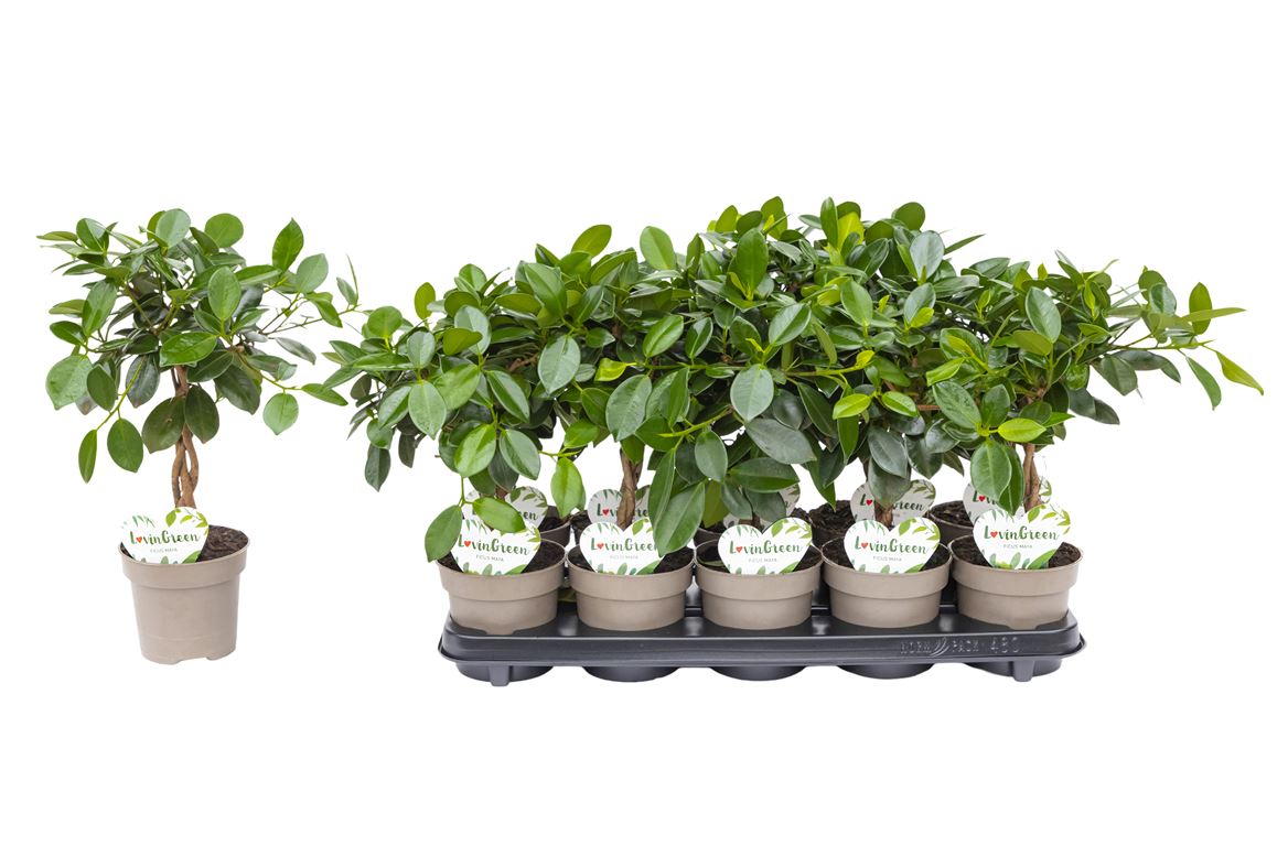Горшечные цветы и растения оптом Ficus Maya Twisted Stem от 10шт из Голландии с доставкой по России
