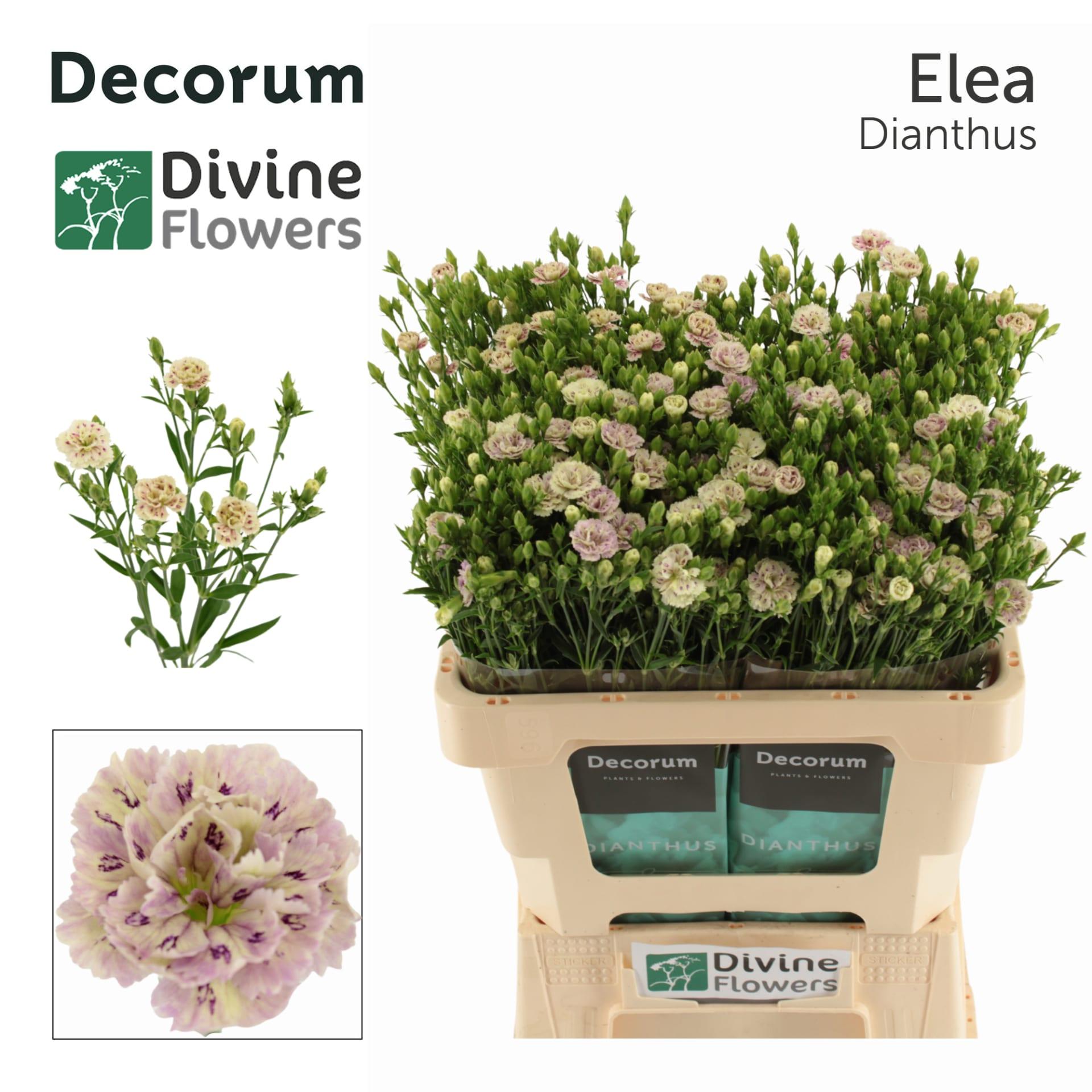 Срезанные цветы оптом Dianthus sp raffine elea от 60шт из Голландии с доставкой по России