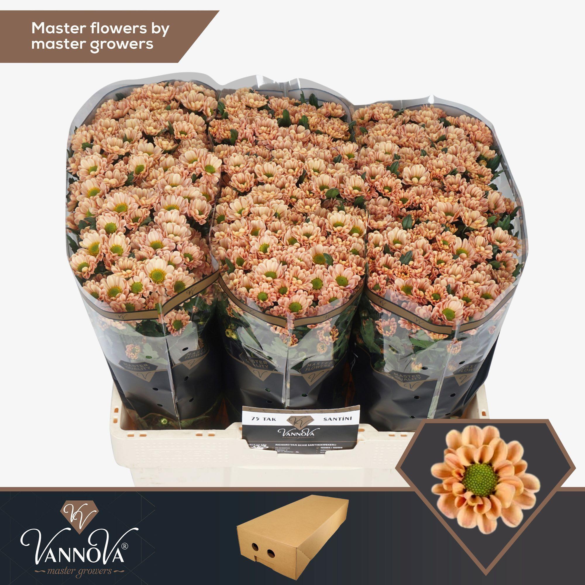 Срезанные цветы оптом Chrys sa rossi salmon от 100шт из Голландии с доставкой по России